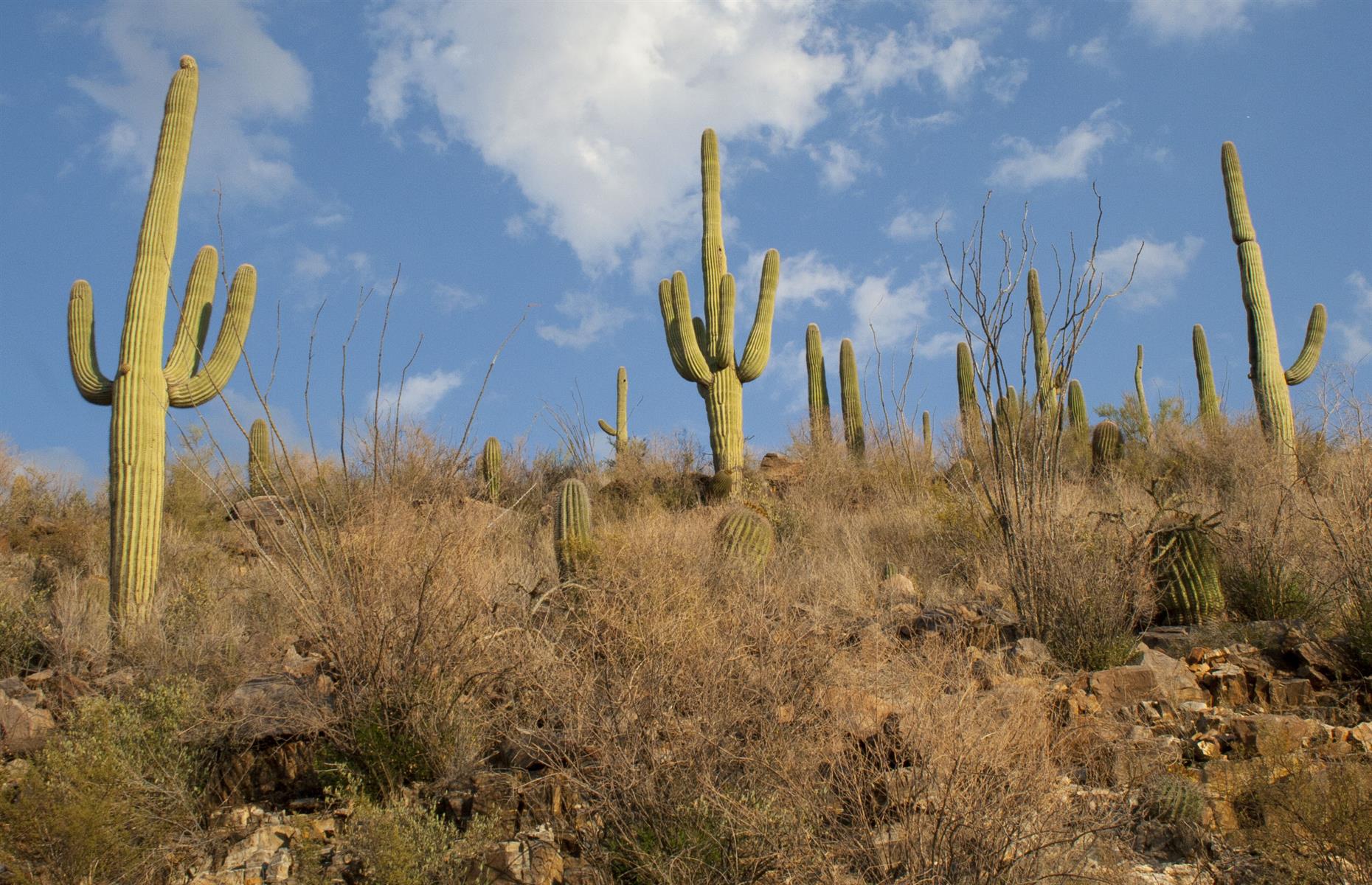 Saguaro National Park, Arizona